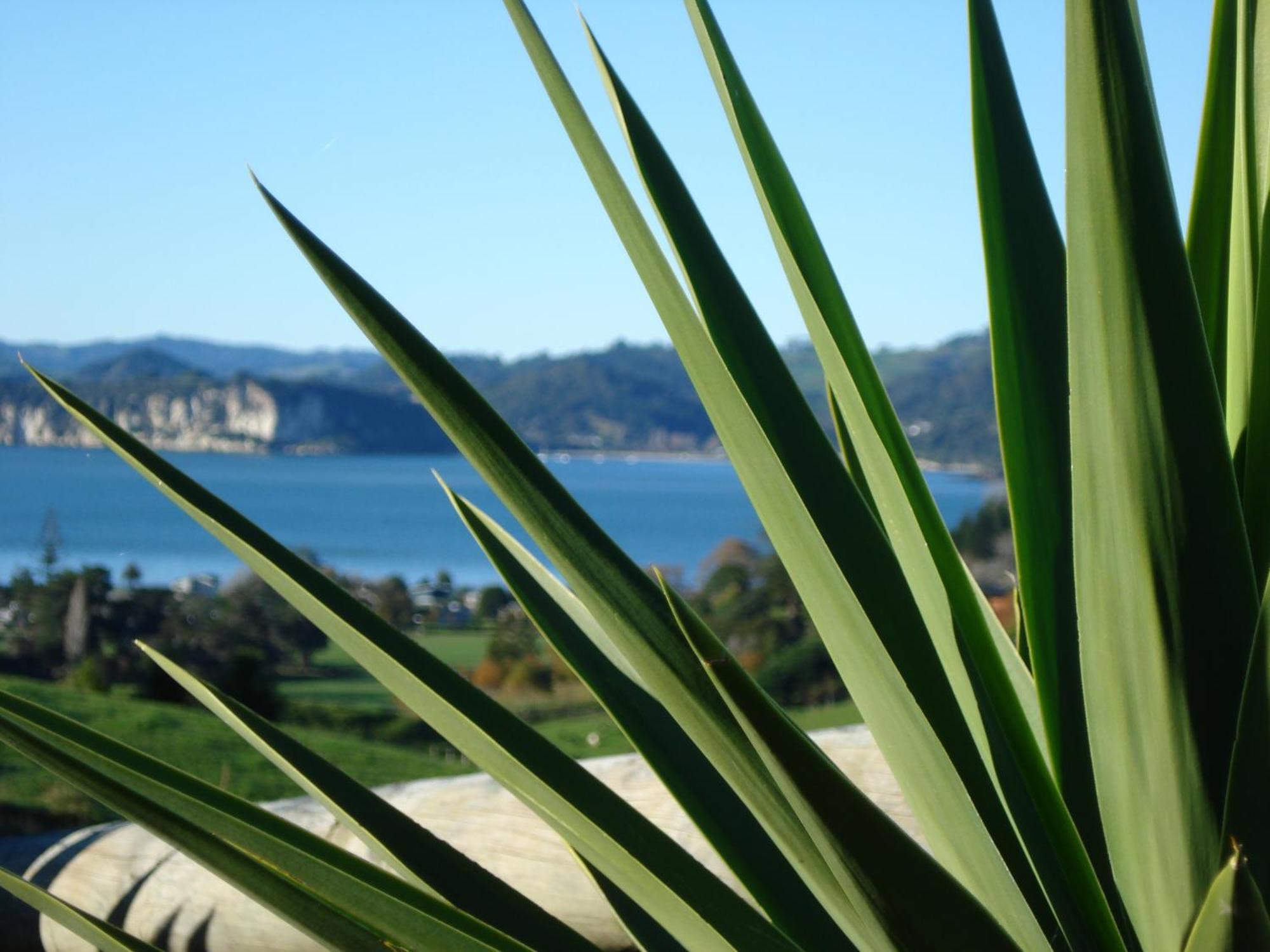 Ohuka Place Homestay Whitianga Ngoại thất bức ảnh